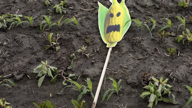 Un symbole anti-OGM dans un champ du sud de la France 