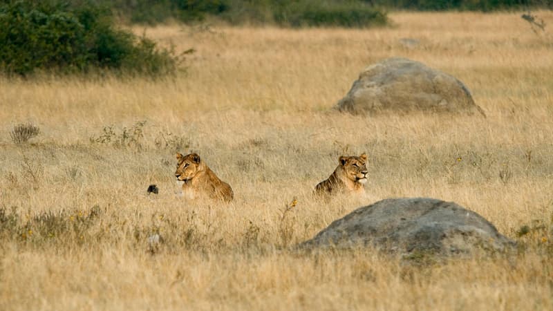 Deux lionnes dans le parc national Queen Elizabeth en Ouganda (Illustration)