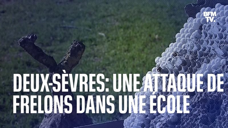 Deux-Sèvres: des élèves attaqués par des frelons dans leur école