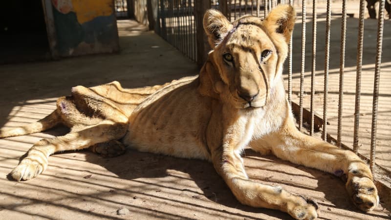 Affrontements meurtriers au Soudan: une réserve appelle à l'aide pour sauver des lions affamés