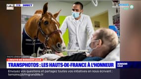  Lille: l'histoire du cheval Peyo, au programme des Transphotographiques
