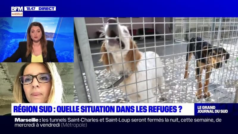 Abandon d'animaux: quelle est la situation dans la région Provence-Alpes-Côte d'Azur?