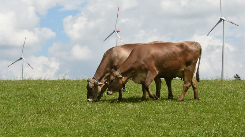 Des vaches marron à Wildpoldsried, en Allemagne. Photo d'illustration.