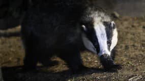 Un blaireau européen cherche sa nourriture dans une forêt du Yorkshire du Nord, en Angleterre, le 13 juillet 2025. (Photo d'illustration)