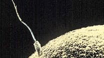 Fécondation d'un ovule par un spermatozoïde