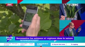 Les "Shazam" de la nature