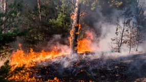 Iris Fire est une filiale d'Iris Tech, a pour mission de développer le système de vidéo de détection d'incendie en intégrant l'Intelligence Artificielle.