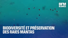  Biodiversité et préservation des raies mantas 