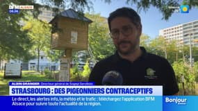 Strasbourg installe des pigeonniers contraceptifs pour réduire la présence du volatile