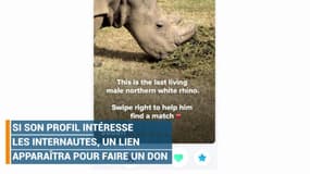 Mais pourquoi ce rhinocéros est-il apparu sur Tinder ?