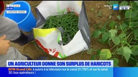 Nord: un agriculteur donne son surplus de haricots