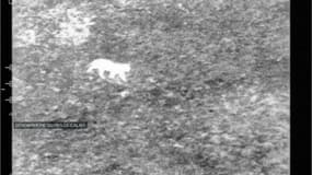 Depuis mercredi, les autorités sont à la recherche d'un "grand félin" dans le Pas-de-Calais. 