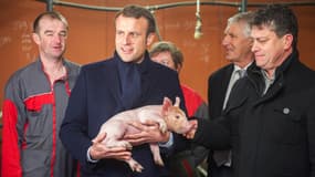 Emmanuel Macron dans un élevage porcin le 17 janvier 2017, à Moustoir-Remungol