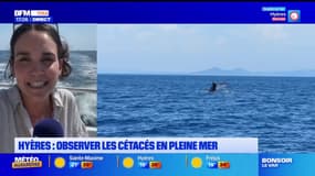 Hyères: observer les cétacés en pleine mer