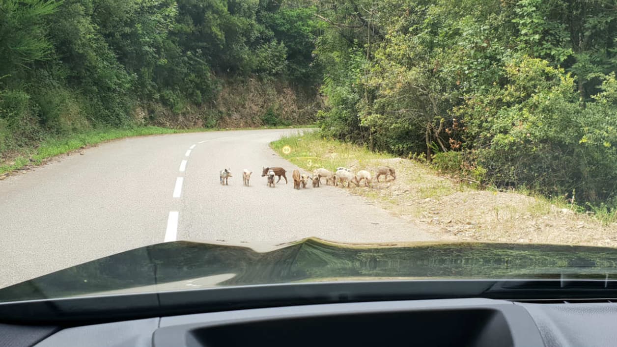 L'affichage tête haute très complet chez BMW ne détecte pas (encore) les petits cochons corses. 