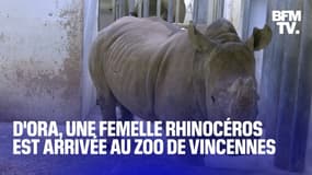 D'ora, une femelle rhinocéros blanc de trois ans, est arrivée au parc zoologique de Paris 