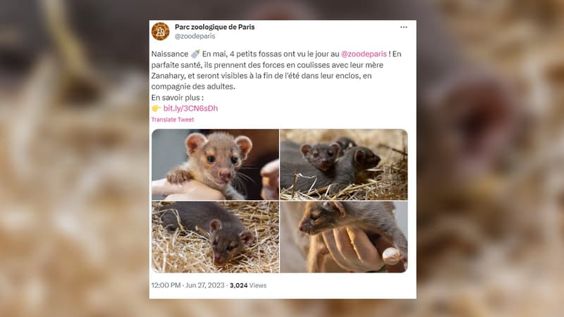 Le parc Zoologique de Paris a vu naitre des bébés animaux d'espèces rares en avril et mai 2023: une gazelle de Mhorr, des fossas et des chiens des buissons. 