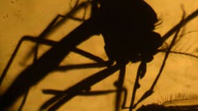 Le virus Zika se transmet principalement par les moustiques tigres.