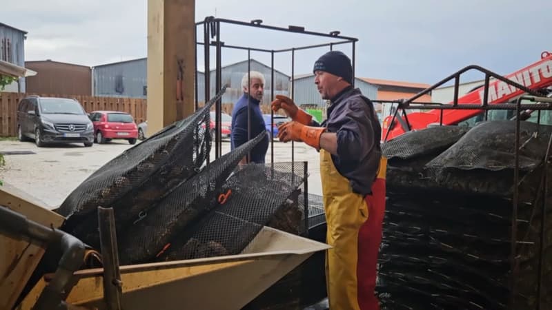 Polémique des toilettes obligatoires sur les bateaux: la dérogation qui soulage les ostréiculteurs