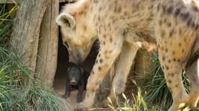 Une hyène est née au Safari de Peaugres (Ardèche) le 14 juillet 2023