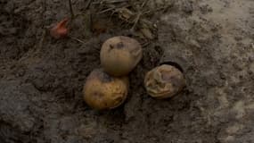 Des pommes de terre abimées dans un champs à Steenvoorde.