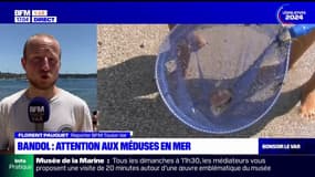 Bandol: attention aux méduses en mer