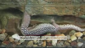 Cette espèce de lézard sans oreille est l'une des plus rares au monde