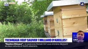 Alsace: Tech4gia veut sauver 1 milliard d'abeilles grâce aux ruches connectées