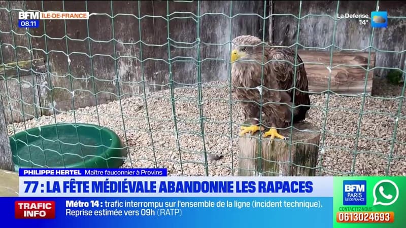 Seine-et-Marne: la fête médiévale de Brie-Comte-Robert se fera sans rapaces