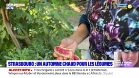 Strasbourg: un automne chaud pour les légumes