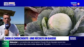 La récolte s'annonce en baisse pour le chou à choucroute en Alsace