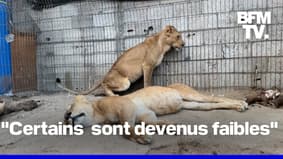 Gaza: les animaux du zoo sont aussi victimes du manque de nourriture