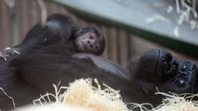 Shinda et son bébé, au zoo de Prague