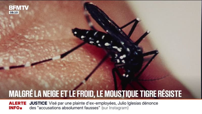 De plus en plus présent dans l'Hexagone, le moustique tigre résiste même à la neige et au froid