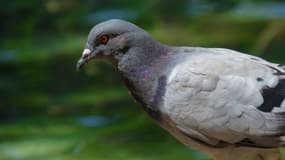 Le pigeon, prénommé Armando, est un champion des concours de colombophilie.
