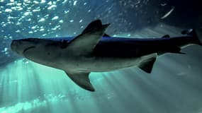 Un requin gris (image d'illustration)