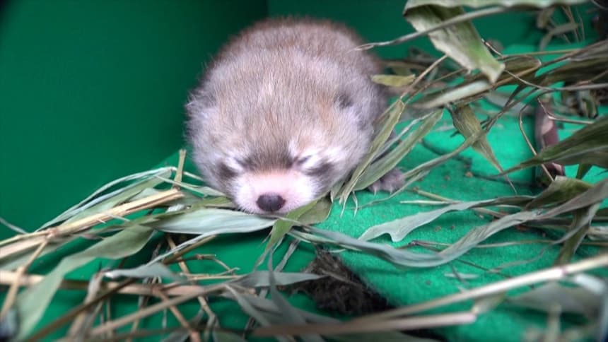 Un Bebe Panda Roux Est Ne Dans Ce Zoo De L Oregon