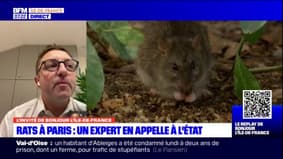 Rats à Paris: les "mesures n'ont pas fonctionné" selon Romain Lasseur