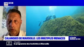 Marseille: une algue japonaise menace les calanques
