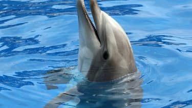 Un dauphin dans le parc aquatique Marineland d'Antibes, le 17 juin 2016. (Illustration.)