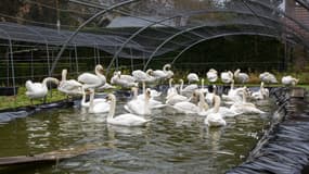 Cette photographie prise le 19 novembre 2020 une opération de capture pour confiner quelque 120 cygnes dans le centre-ville de Bruges, après la découverte des premiers cas de grippe aviaire dans le pays.