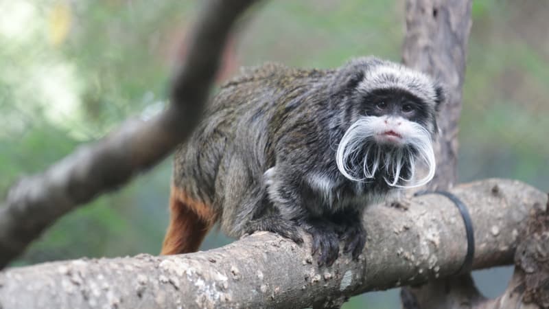 Deux singes tamaris empereurs ont disparu du zoo de Dallas le 31 janvier 2023