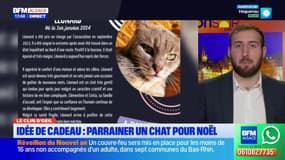 Le clin d'œil. Alsace: parrainer un chat pour Noël