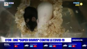 Covid-19: une société lyonnaise utilise des souris génétiquement modifiées pour comprendre le virus