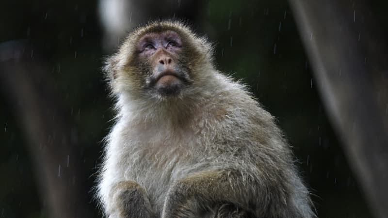 États-Unis: l'un des 43 singes échappés d'un laboratoire retrouvé sain et sauf