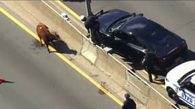 Un veau se retrouve sur une route très fréquentée de New York