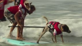 Des chiens surfeurs déferlent sur les côtes australiennes