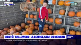 Bientôt Halloween : la courge, star du moment