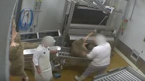 Vidéo mise en ligne par l'association L214 Ethique et Animaux montrant les violences exercées sur des animaux avant leur mise à mort dans l'abattoir du Vigan, dans le Gard.