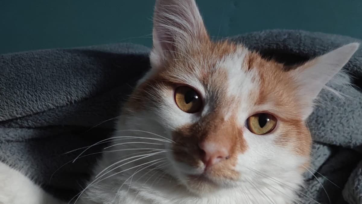 L'Écosse va-t-elle interdire les chats? Le gouvernement contraint de ...